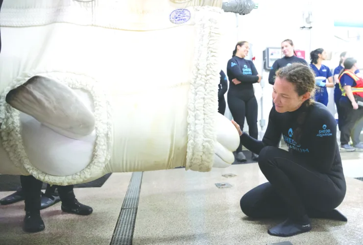 4 aquarium-rescued belugas arrive in Chicago